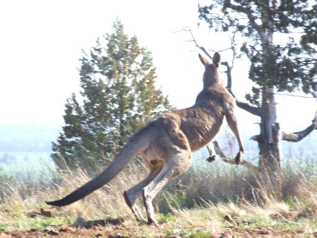 Bulwarra Bed & Breakfast Dubbo Exteriör bild